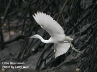 Little Blue Heron